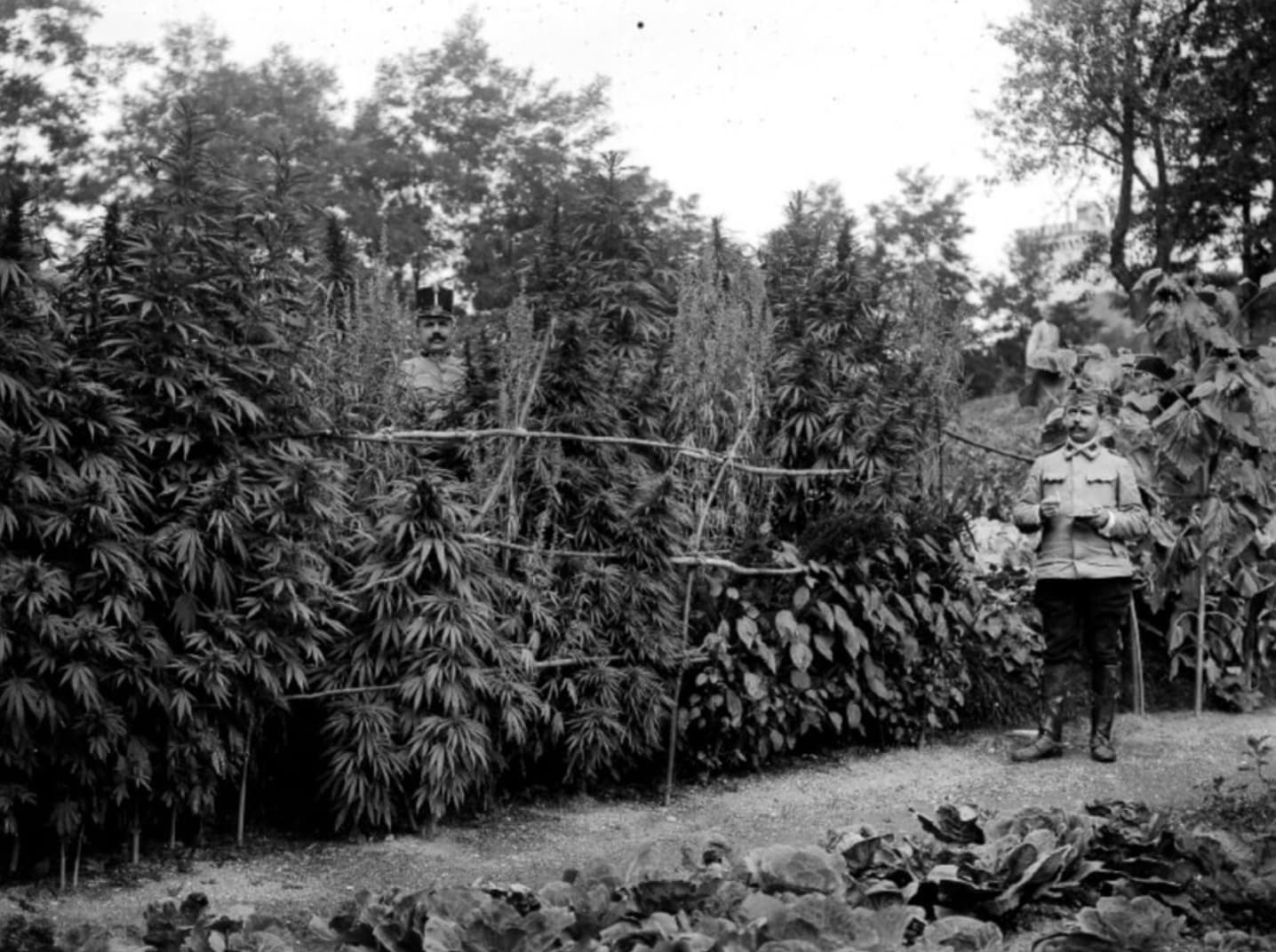 vintage photos of cannabis